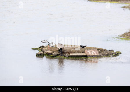 Una coppia di Oystercatchers inseguendo un Canada Goose fuori ciò che probabilmente sarà il loro nido Foto Stock