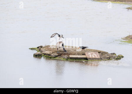 Una coppia di Oystercatchers inseguendo un Canada Goose fuori ciò che probabilmente sarà il loro nido Foto Stock