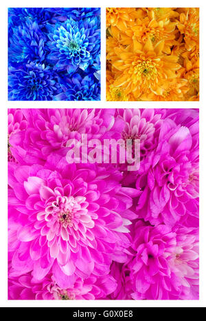 Fiori in un collage Foto Stock