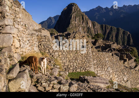 Due i lama nella famosa città Inca di Machu Picchu in piedi di fronte a un muro - Machu Picchu, Perù nel mese di ottobre 2015 Foto Stock