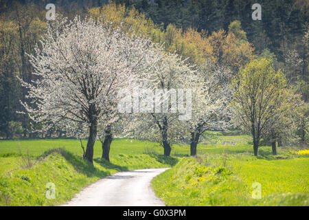 Strada sporca e le ciliegie di fioritura in primavera Foto Stock