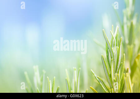 Rosmarino aromatico nel giardino, sullo sfondo della natura Foto Stock