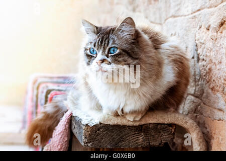 Gatto Ragdoll in appoggio durante il giorno. La sfocatura dello sfondo. Messa a fuoco selettiva Foto Stock