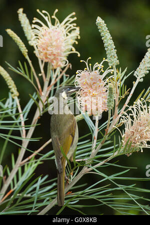 Lewin's Honeyeater (Meliphaga lewinii) alimentazione su fiori di Grevillea, Parco Nazionale Lamington, Queensland, Australia Foto Stock