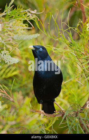Satin Bowerbird maschio, Parco Nazionale Lamington, foreste pluviali Gondwanaland area del Patrimonio Mondiale, Queensland, Australia Foto Stock