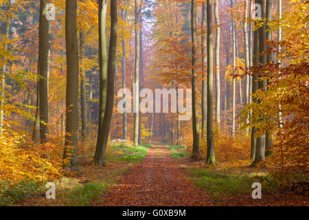 Attraverso il percorso europeo di faggio (Fagus sylvatica) foresta in autunno, Spessart, Baviera, Germania Foto Stock