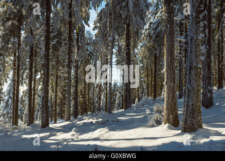 Coperta di neve in inverno foresta. Grosser Feldberg, Francoforte, Taunus, Hesse, Germania Foto Stock