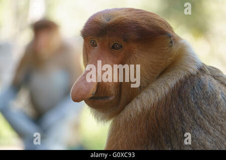 Un selvaggio proboscide scimmia a Labuk Bay Conservation area in Sandakan Sabah Malaysia. Foto Stock