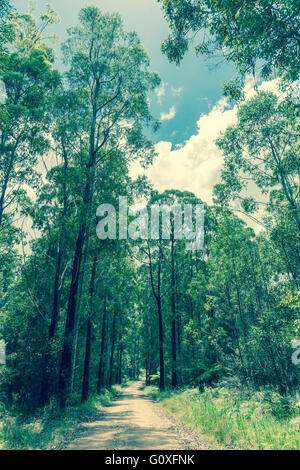 Stretta strada sterrata che conduce attraverso gli alberi di eucalipto in stile vintage immagine, Gibilterra gamma Parco Nazionale del Nuovo Galles del Sud, Australia Foto Stock
