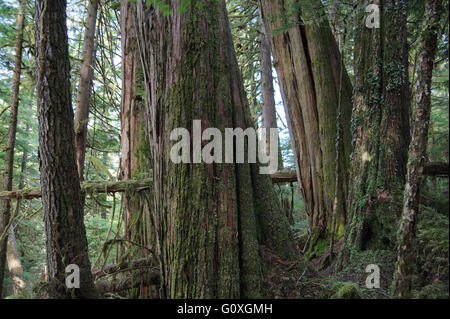 Antica e stupenda foresta di crescita Foto Stock