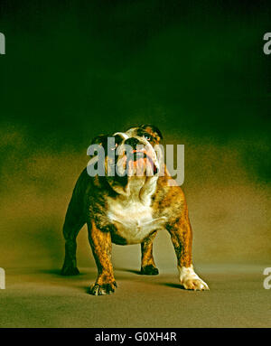 British Bulldog fissando alla fotocamera Foto Stock