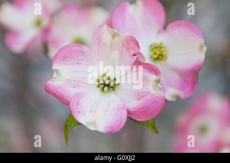 Rosa fiori di corniolo sanguinello (Cornus florida rubra) closeup - Virginia STATI UNITI D'AMERICA Foto Stock