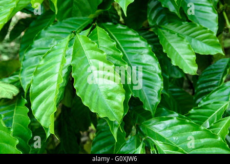 Foglie verdi di arabica coffee tree Foto Stock