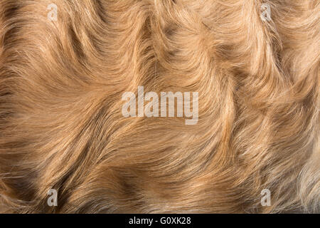 Curly cappotto di golden retriever Foto Stock