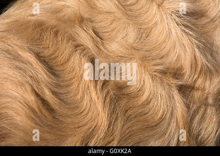 Curly cappotto di golden retriever Foto Stock