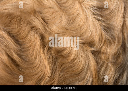 Curly cappotto di golden retriever Foto Stock