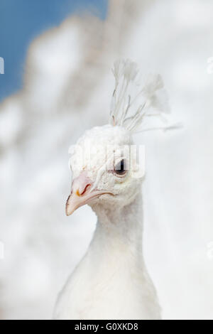 Primo piano di una testa di un pavone bianco all'aperto Foto Stock