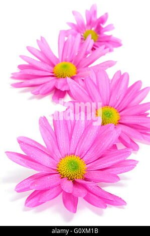 Alcuni crisantemi rosa su sfondo bianco Foto Stock