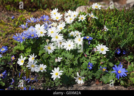 Primo piano di anemoni blu e bianco fiori anemone fiore fioritura in primavera Regno Unito GB Gran Bretagna Foto Stock