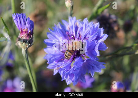 Ape su fiordaliso Foto Stock