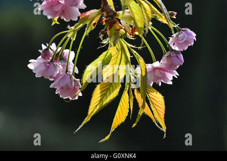 Ramo di rosa fresca di fiori di ciliegio fiori con nuovi germogli e foglie giovani in luce posteriore sopra lo sfondo di colore verde scuro Foto Stock