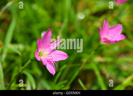 Gara viola rosa fiori di prato con gocce di rugiada o di pioggia in erba verde sotto il sole Foto Stock