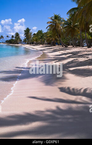 Dh Mayreau isola ST VINCENT CARAIBI Saltwhistle Bay beach palme Saint Vincent e Grenadine Foto Stock