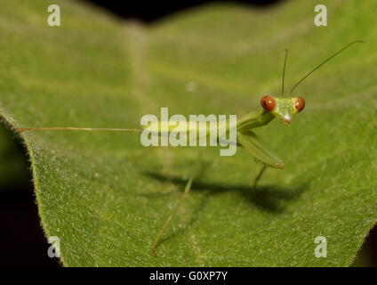Mantis verde giovanile in preghiera, Mantis religiosa, tenendosi stretto ad una foglia. Foto Stock