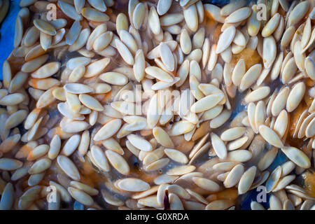 Muskmelon (Cucumis melo) semi sono buoni per la salute se consumato nel modo giusto. Foto Stock