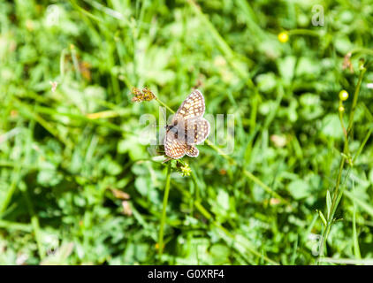 Una farfalla di Heath Fritillary (Melitaea athalia) che riposa con le sue ali aperte Foto Stock