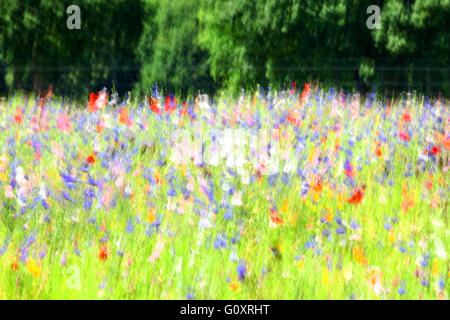 Motion Blur immagine di fiori selvatici in un prato di fiori selvaggi soffiando circa nel vento England Regno Unito Foto Stock