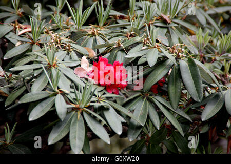 Rhododendron arboreum, Rododendro arboreo, arbusto sempreverde o piccolo albero luminoso con fiori di colore rosso in cluster Foto Stock