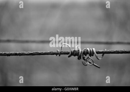 Foto in bianco e nero di vite crook sul filo Foto Stock