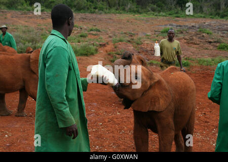 Il David Sheldrick Wildlife Trust, uno del Kenya Wildlife Conservation la carità, la gestione di un orphananage Foto Stock