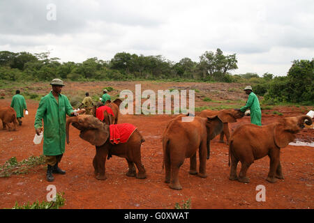 Il David Sheldrick Wildlife Trust, uno del Kenya Wildlife Conservation carità, la gestione di un orfanotrofio Foto Stock