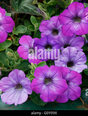 Rosa e viola nelle petunie Foto Stock