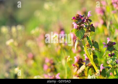 Alcuni morti viola ortica (Lamium purpureum) in Prato Foto Stock