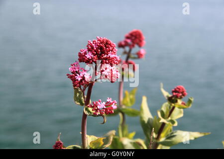 Rosso (Valeriana Centranthus ruber), Portland, Jurassic Coast, Dorset, Inghilterra, Gran Bretagna, Regno Unito, Gran Bretagna, Europa Foto Stock