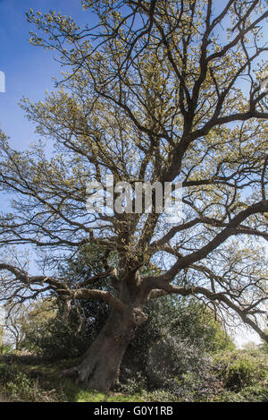 Inglese antico albero di quercia in primavera Foto Stock