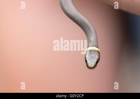 Serpente di collo anello Foto Stock