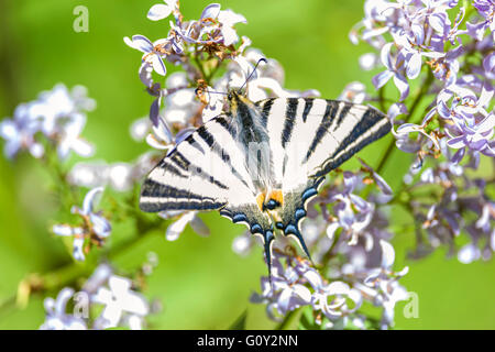 Scarse a coda di rondine, a farfalla della famiglia Papilionidae Foto Stock