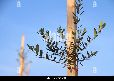 Close-up di giovani ulivo crescente contro il paletto di legno in Orchard Foto Stock