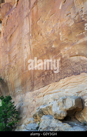 Pannello di petroglifi petroglyph lungo il sentiero del punto a Mesa Verde National Park, COLORADO Foto Stock