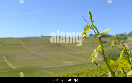Vista del vino la produzione di regione in regione Piemonte del Nord Italia Foto Stock