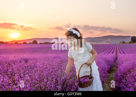 Ragazza picking Lavanda fiori in un campo al tramonto, Kazanlak, Bulgaria Foto Stock