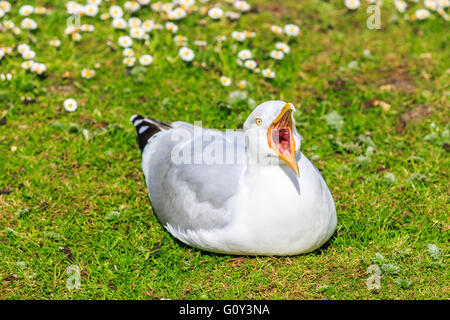 Aringa europea gabbiano (Larus argentatus) chiamando con un becco aperto a Wildfowl & Wetlands Trust, Arundel, West Sussex, Regno Unito Foto Stock