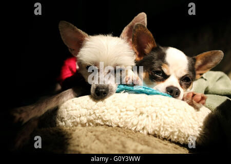 Chihuahua e chinese crested cani sdraiato sul lettino al sole Foto Stock