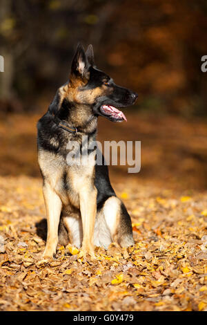 German shepard cane ritratto in autunno sit in foresta Foto Stock