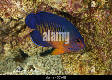 Twospined angelfish, Coral bellezza, Centropyge bispinosa nel reef aquarium, Emiliano Spada Foto Stock