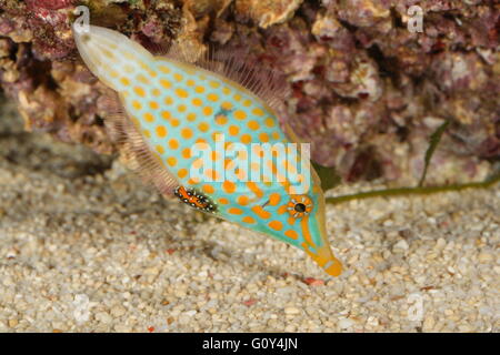 Arancione filefish maculato, Filefish, Oxymonacanthus longirostris in reef aquarium Emiliano Spada Foto Stock